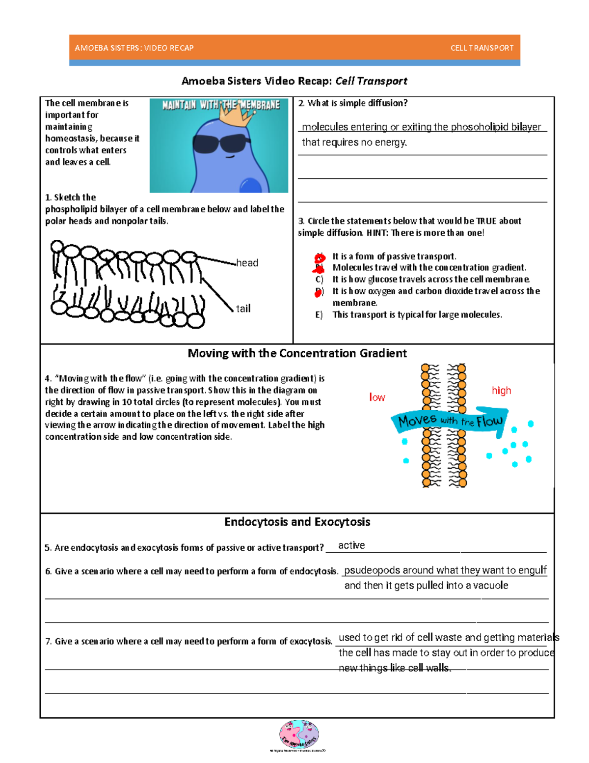 Cell Transport Amoeba Sisters Wkst - AMOEBA SISTERS: VIDEO RECAP CELL ...