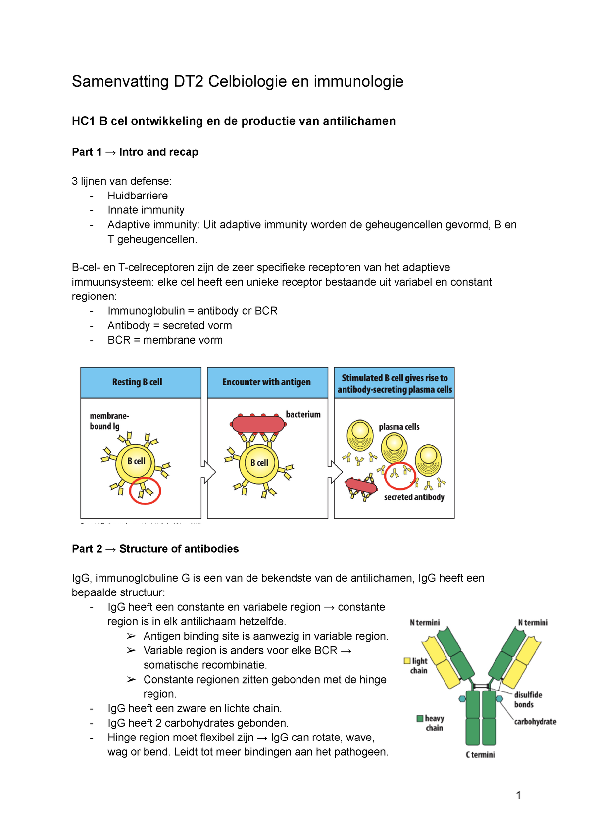 Samenvatting DT2 Celbiologie En Immunologie - B-cel- En T-celreceptoren ...