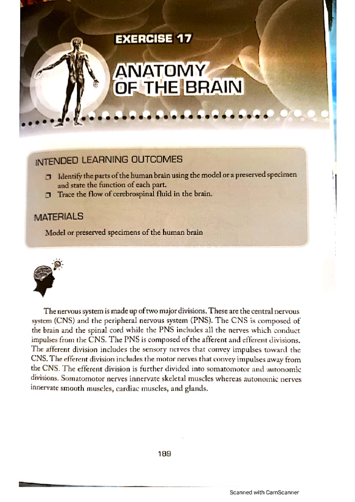 Anatomy of the Brain - Human Anatomy and Physiology (MedTech) - Studocu