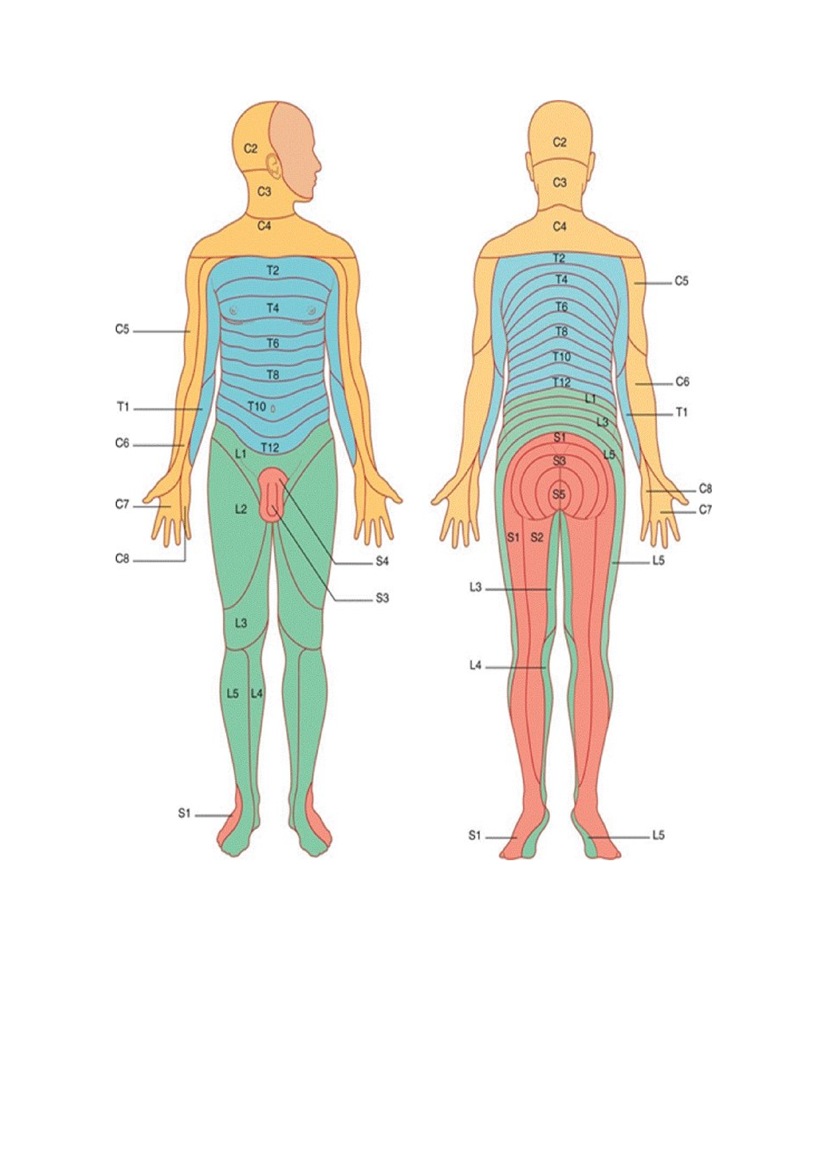 Dermatomes - just dermatone - CHI354 - Murdoch - Studocu