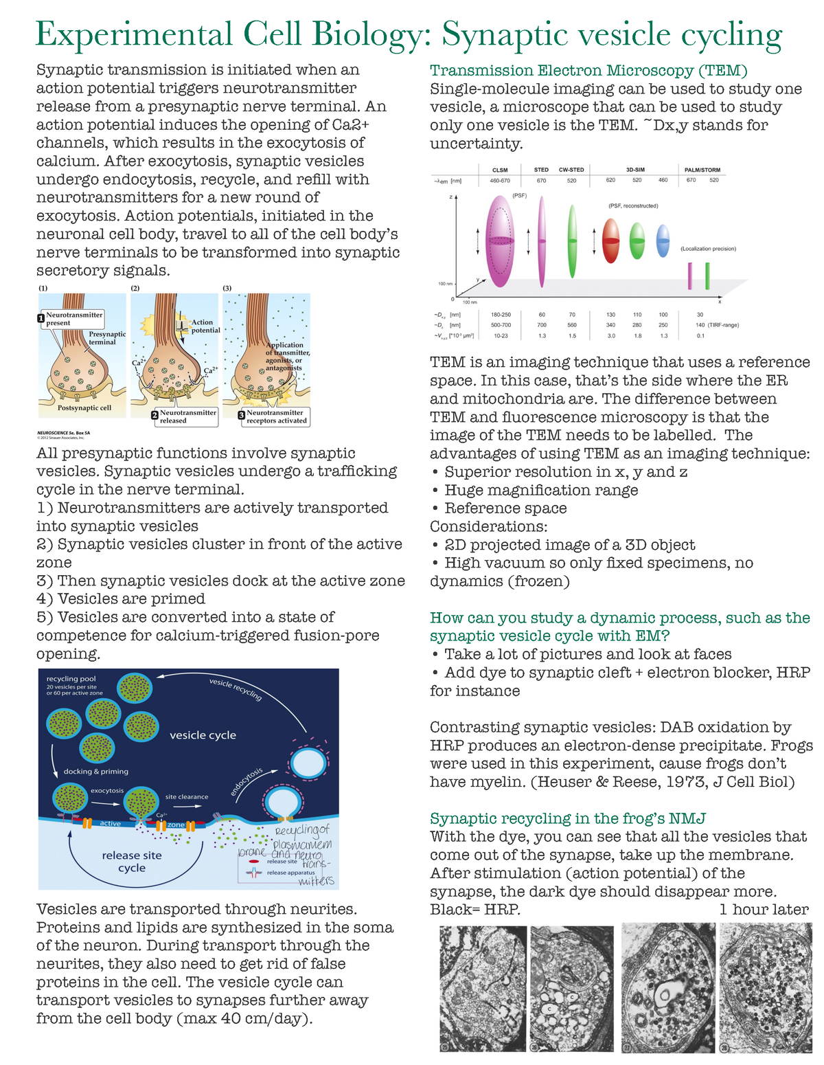 Cell Biology Synaptic Vesicle Cycling - Experimental Cell Biology ...