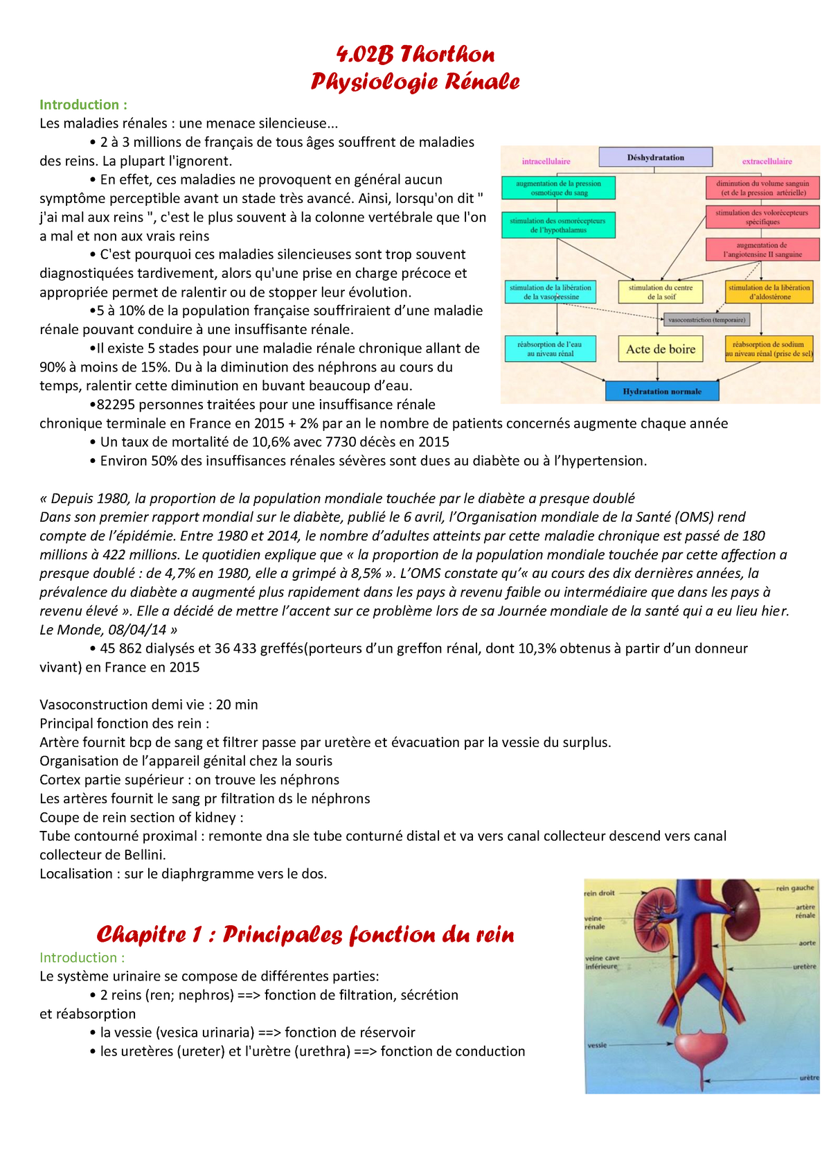 Cours Sur Le Rein 4 Thorthon Physiologie Rénale Introduction Les Maladies Rénales Une 3658