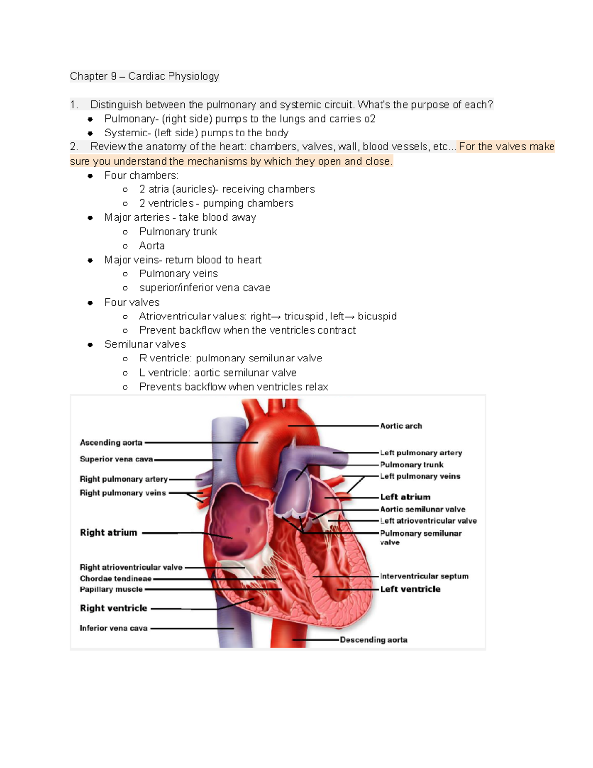 Physiology Cardiac Physiology Notes Study Guide - Google Docs ...