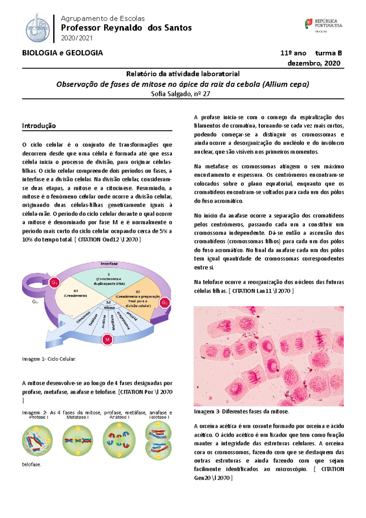 Mitose: o que é, qual a função, fases, como ocorre - Biologia Net