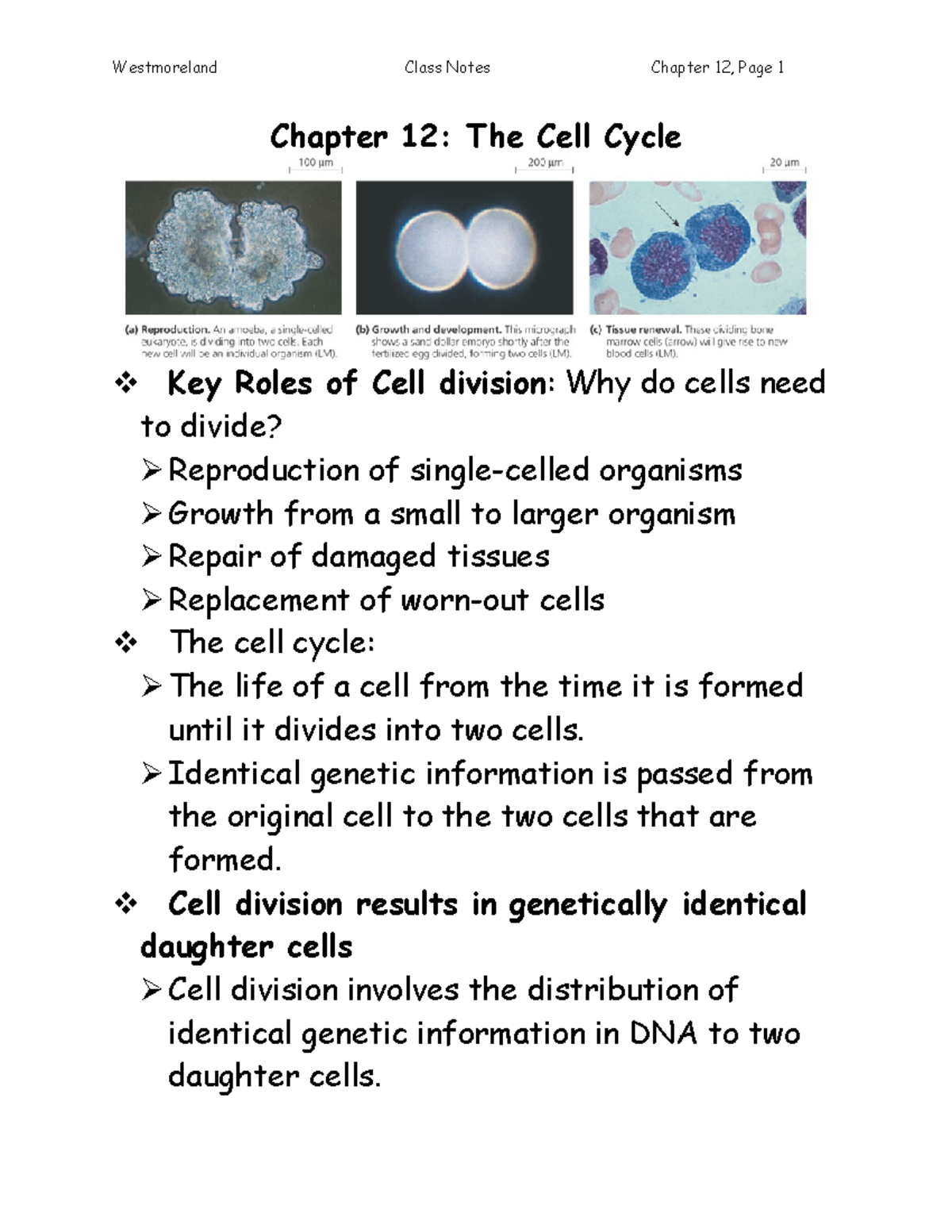 Chapter 12 The Cell Cycle Westmoreland Class Notes Chapter 12 Page 1 Chapter 12 The Cell