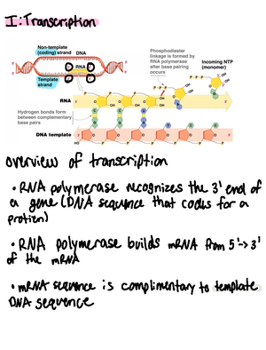 Chapter 15 DNA Structure Part 1 - I DNA is the Genetic Material known ...