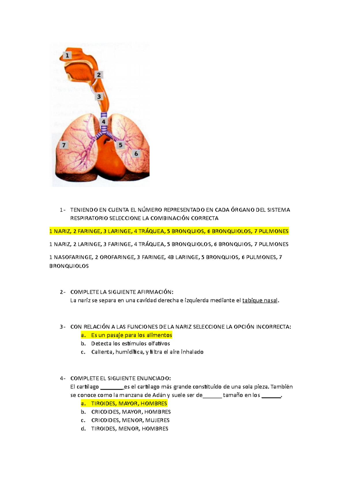 3.3 Sistema Respiratorio Preguntas Para Examen - 1- TENIENDO EN CUENTA ...