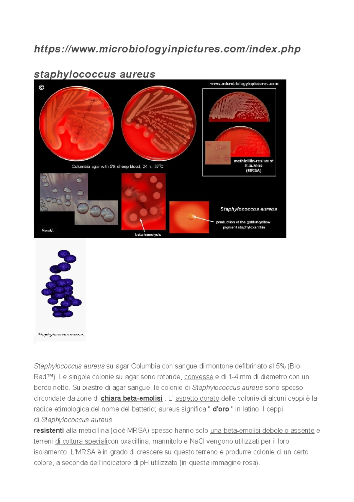 Atlante Microbiologia - microbiologyinpictures/index.php staphylococcus ...