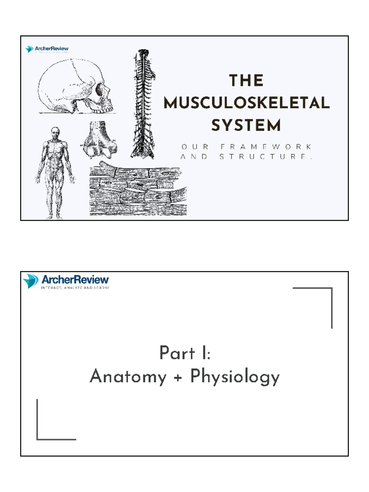 Msk - Anatomy Notes For Nclex - Musculoskeletal Part I: Anatomy ...