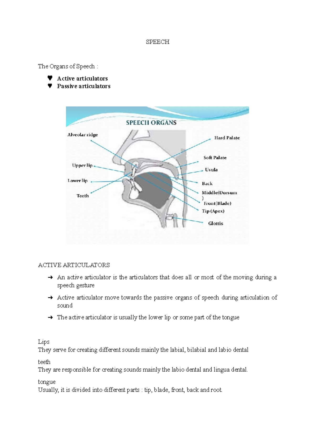 Speech tongue Usually, it is divided into different parts tip