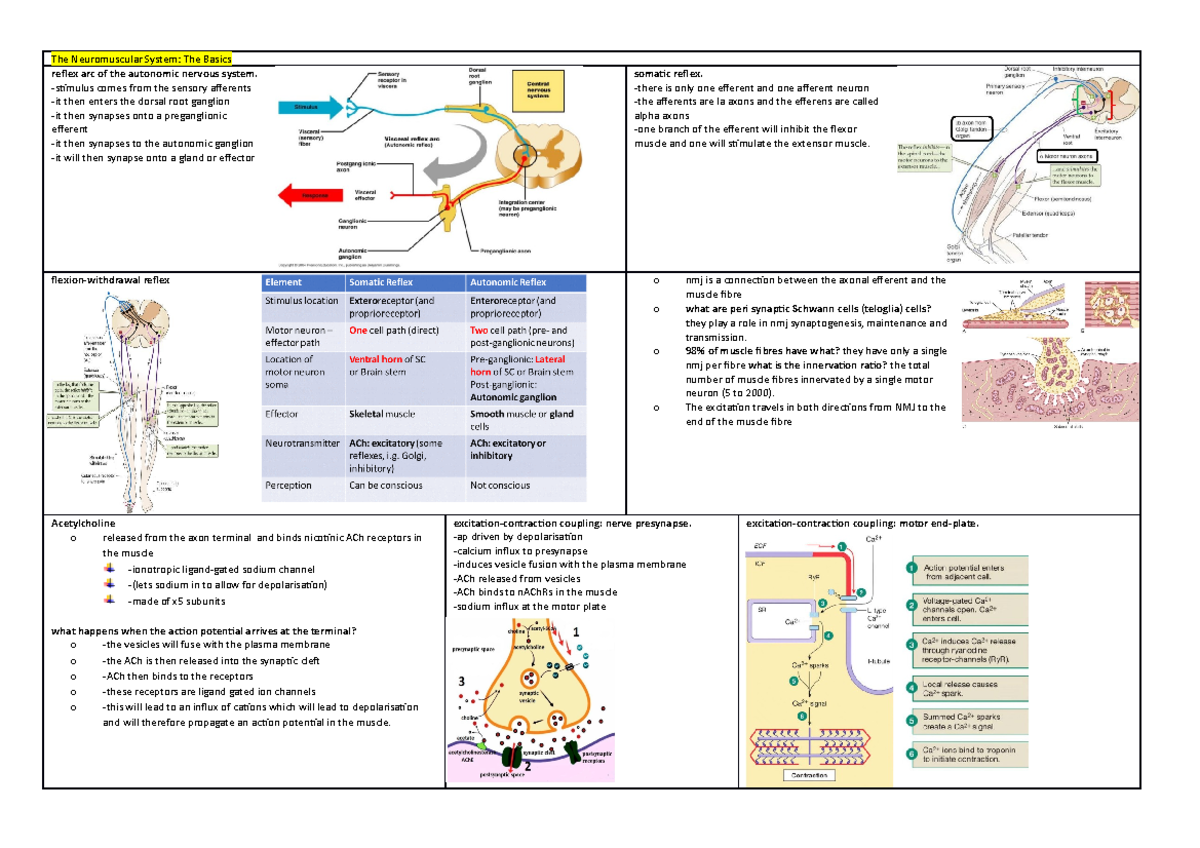 Neuromuscular study notess - The Neuromuscular System: The Basics ...