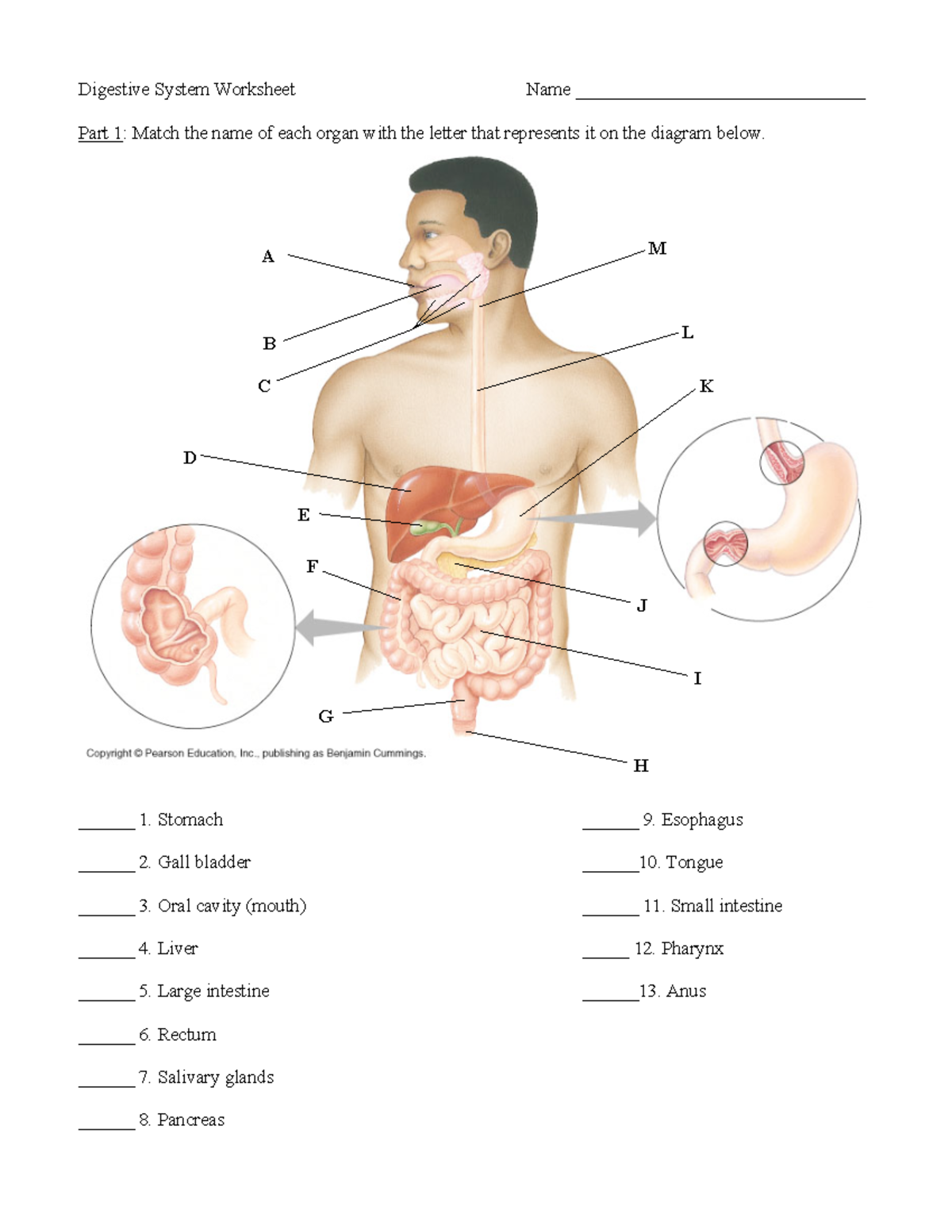 Digestive system homework - Digestive System Worksheet Name