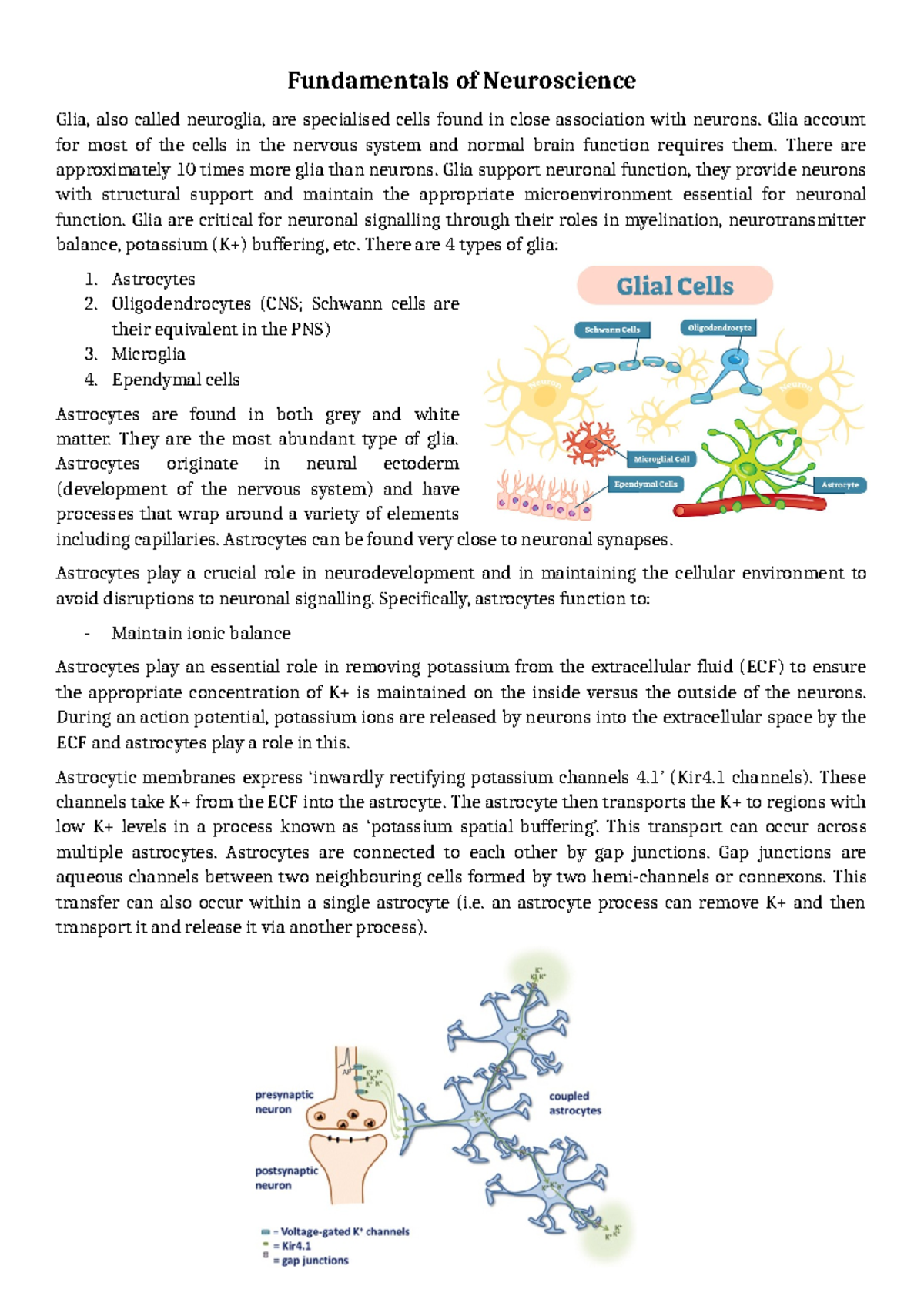 Notes - Fundamentals of Neuroscience Glia, also called neuroglia, are ...