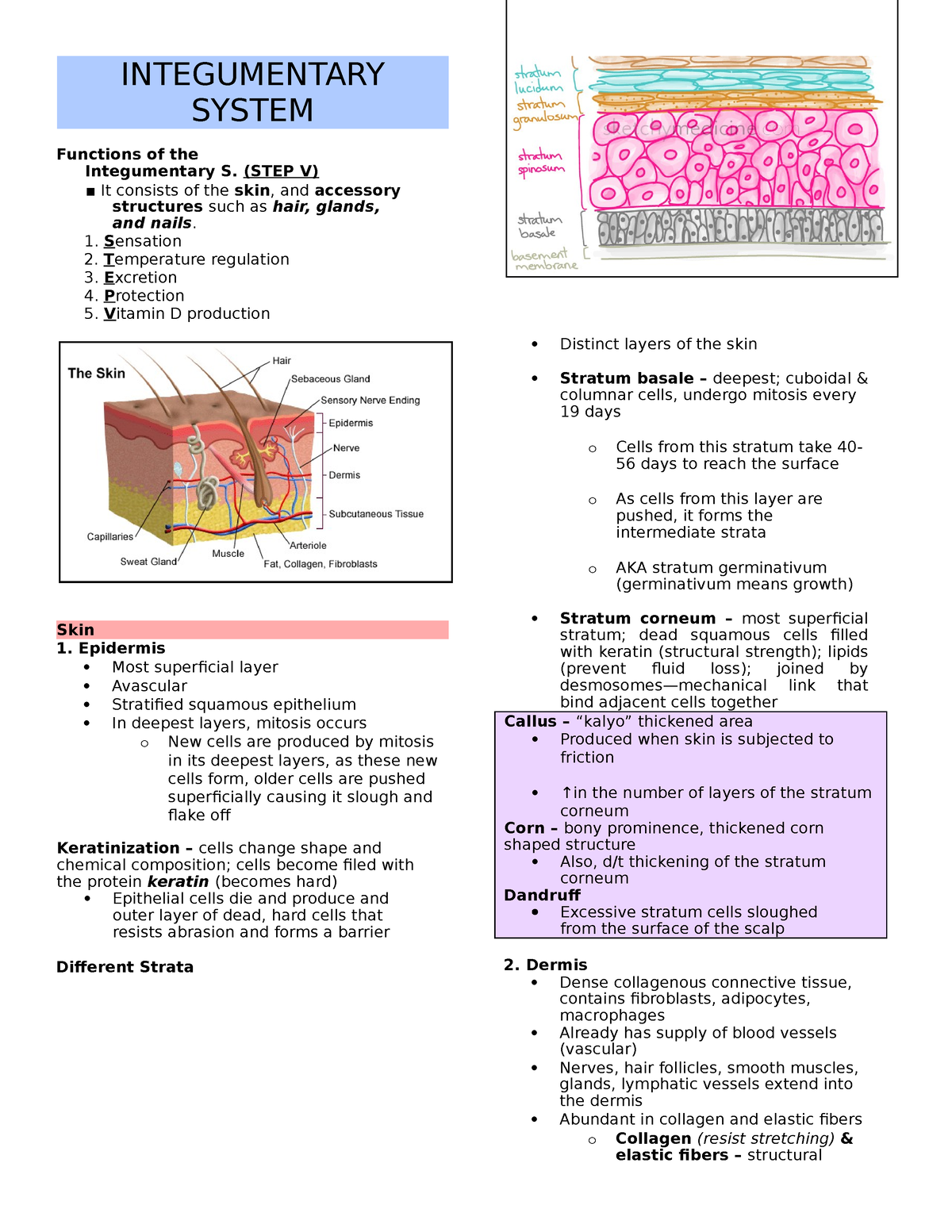 Skin, hair, and nails - INTEGUMENTARY SYSTEM Functions of the ...