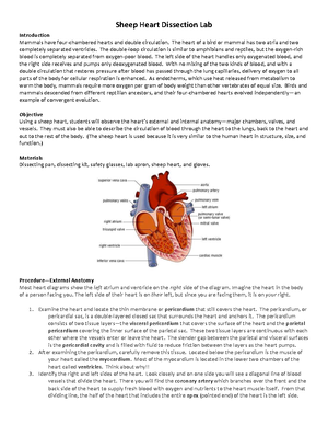 Sheep Heart Dissection Lab - Sheep Heart Dissection Lab Introduction  Mammals have - Studocu