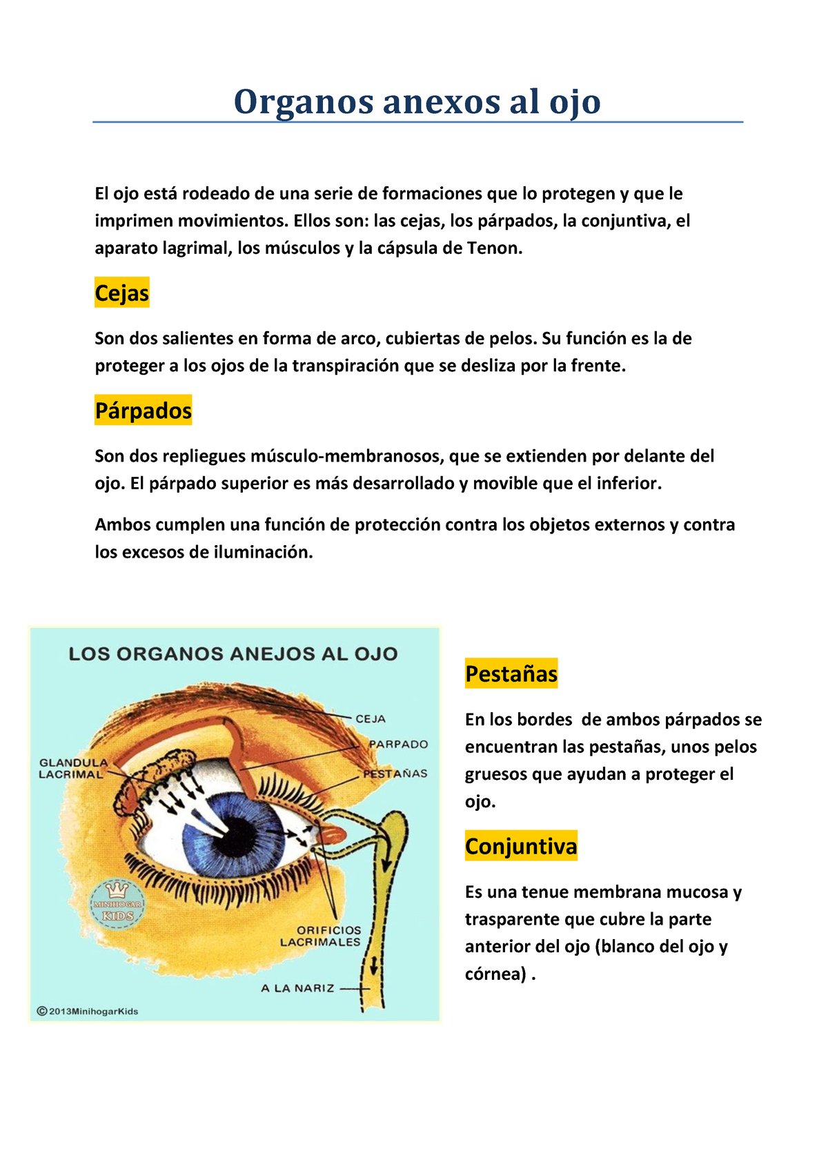 Organos Anexos Del Ojo Es Un Trabajo Práctico Organos Anexos Al Ojo El Ojo Est· Rodeado De 4580