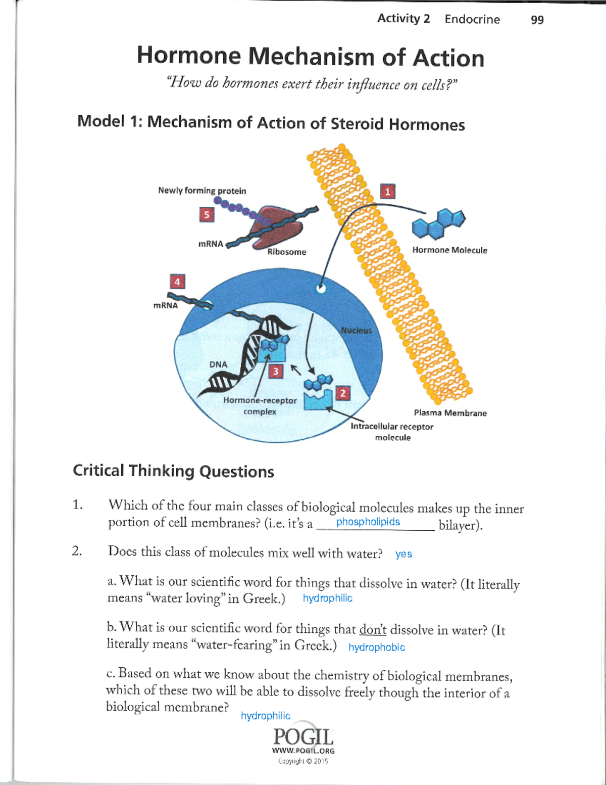 Gene Expression Translation Pogil: Ace Your Assignment With This Answer Key - b9ifbuf