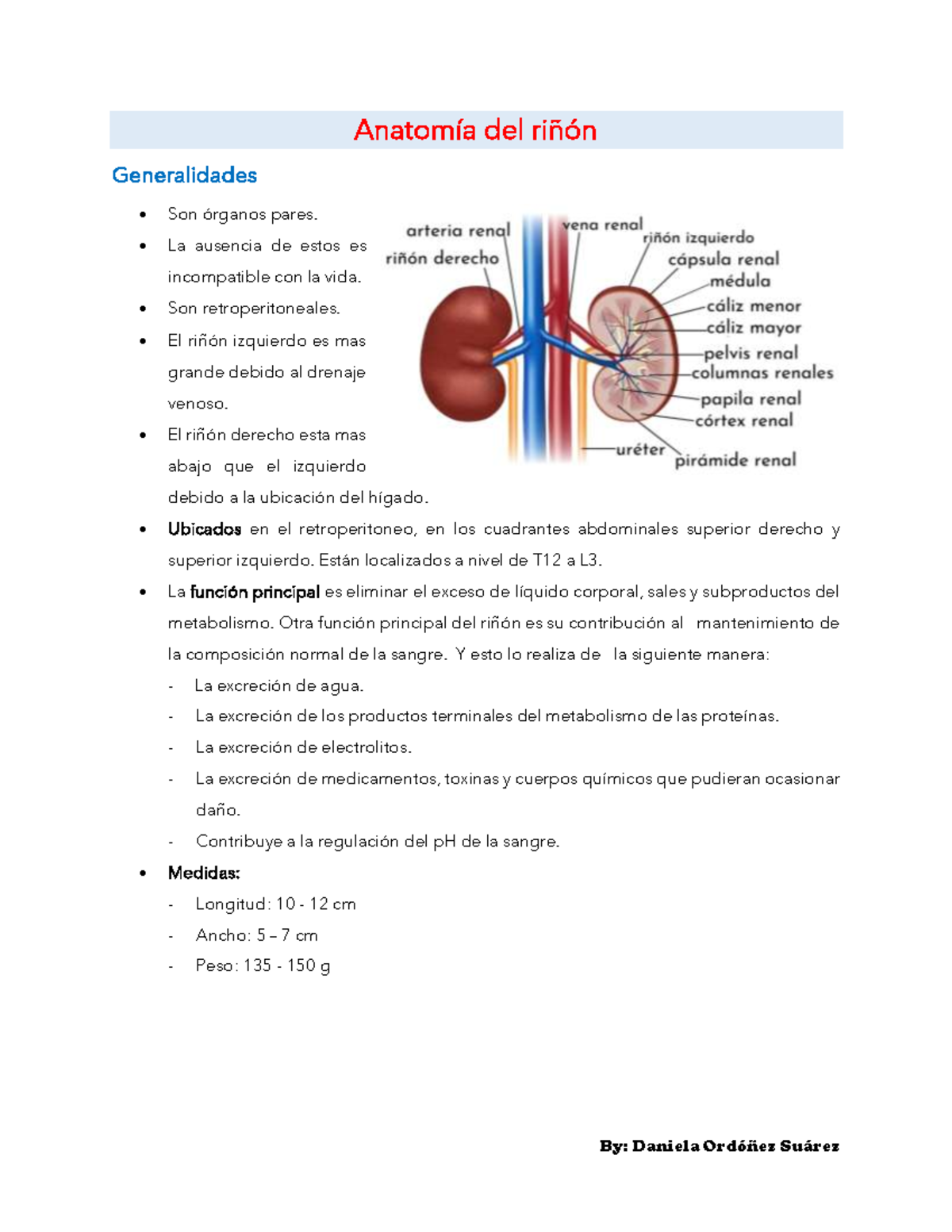 Anatomía del riñón - Anatomía del riñón Generalidades Son órganos pares ...