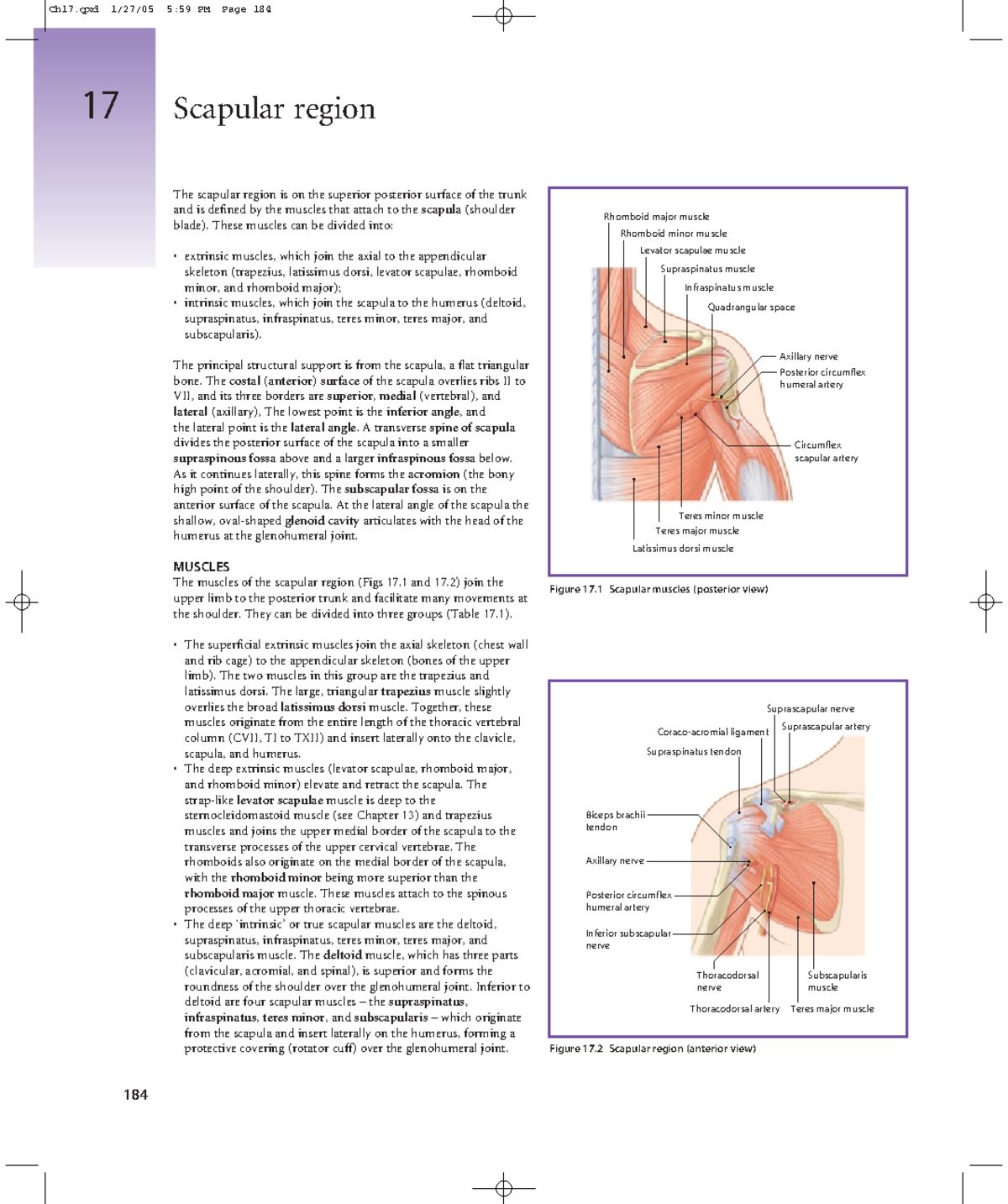 9780323037440 - Lecture notes 3 - Anatomy of the Axilla - Studocu