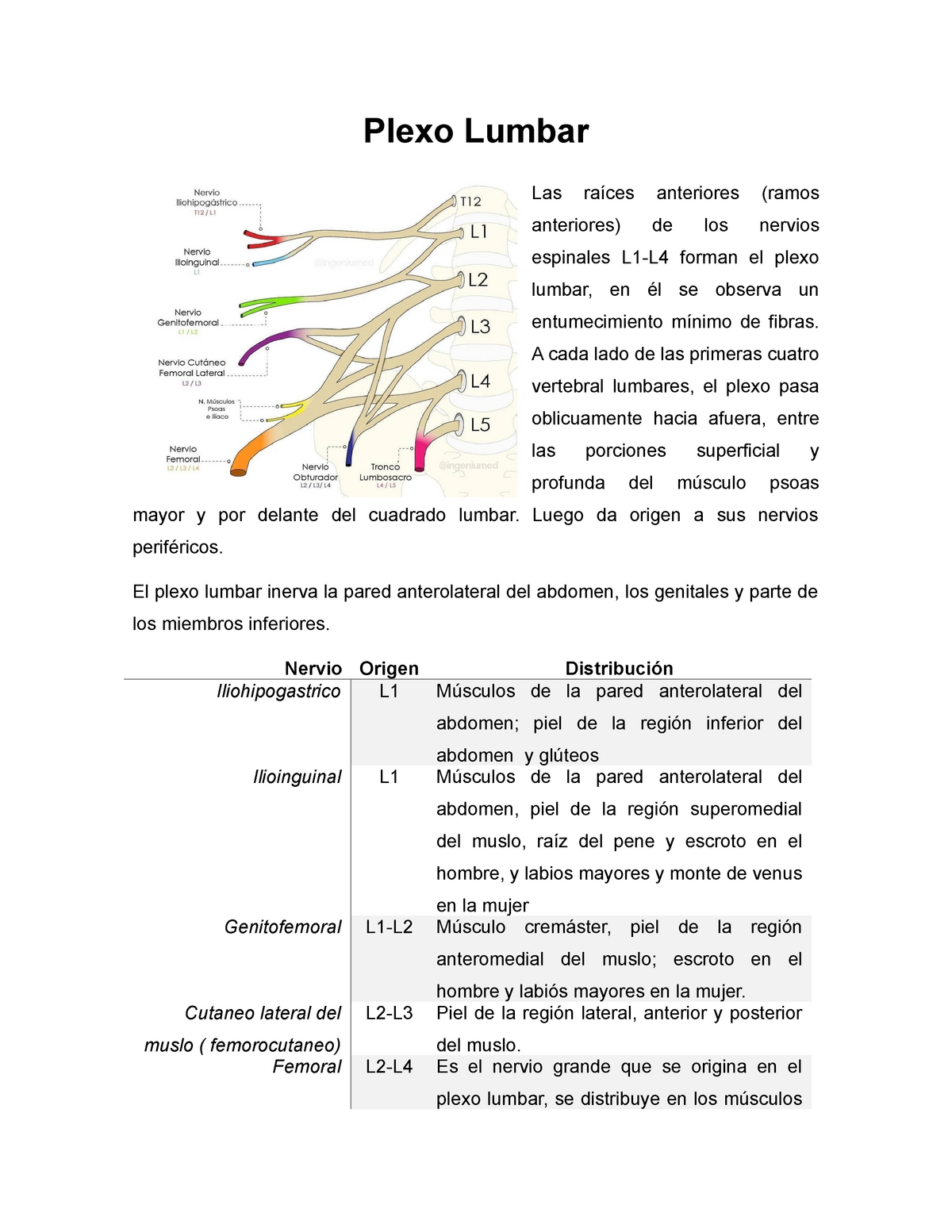 Generalidades Del Plexo Lumbar Miotomas Y Dermatomas Plexo Lumbar Las Raices Anteriores Ramos Studocu