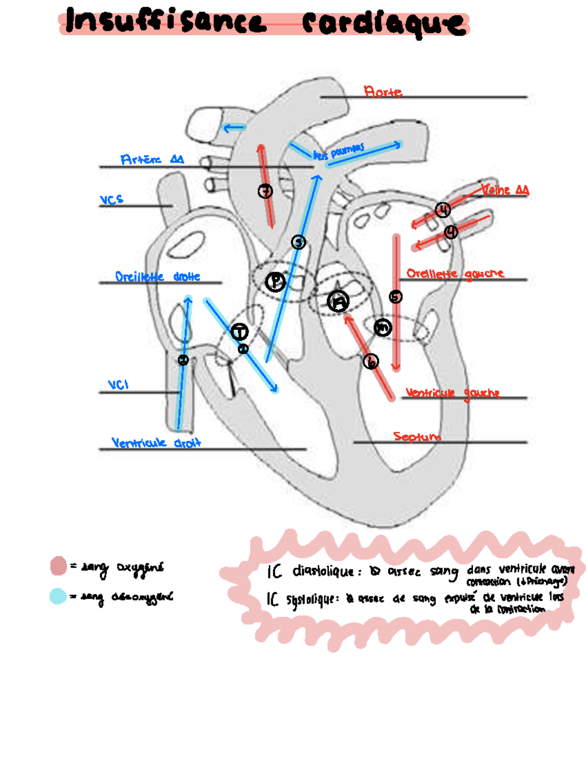 Résumé-examen-1 - In suffisance ####### cardiaque Forte T vers poumons ...