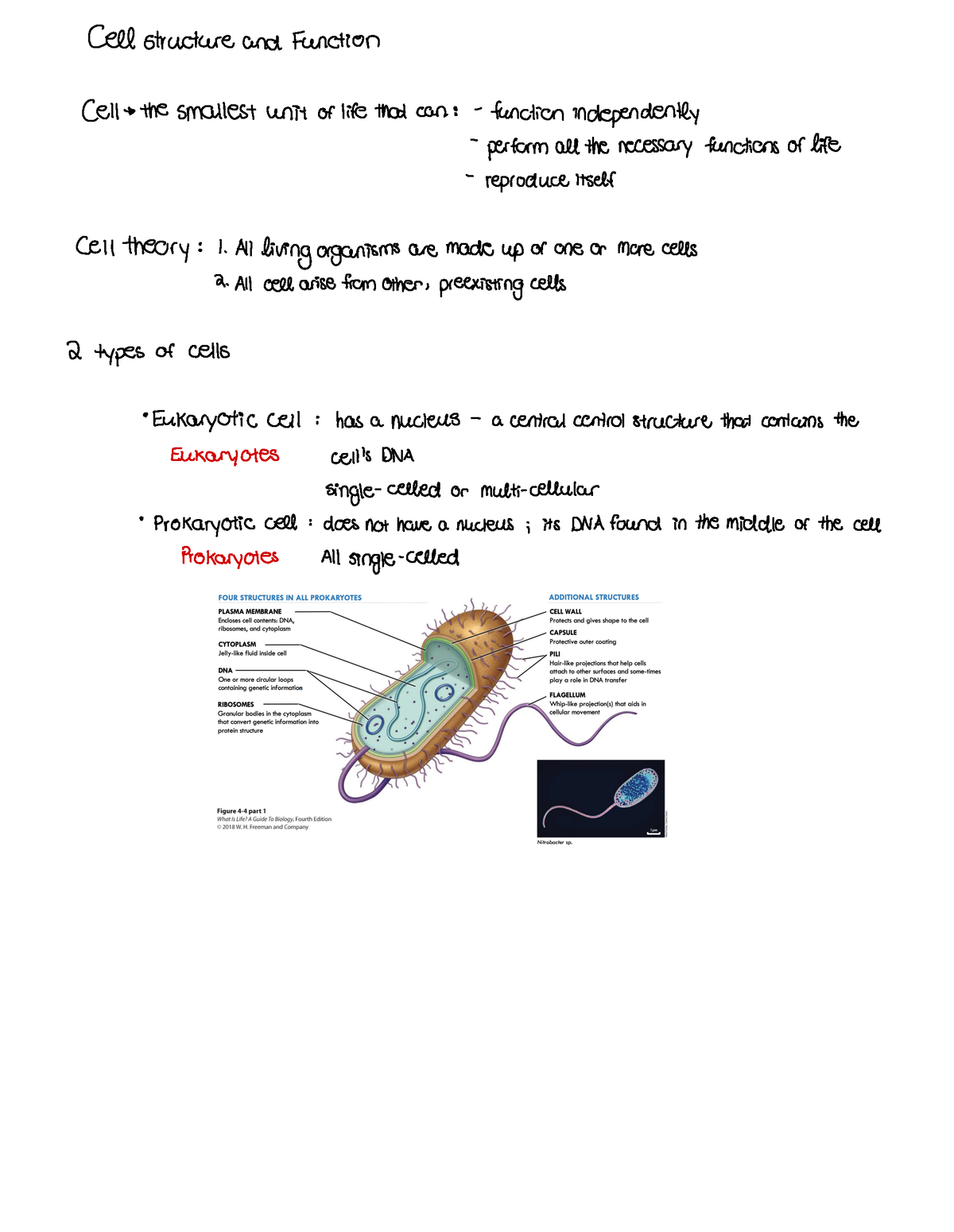 BIOL202 - Chapter 3 - Cell structure and Function cell the smallest ...