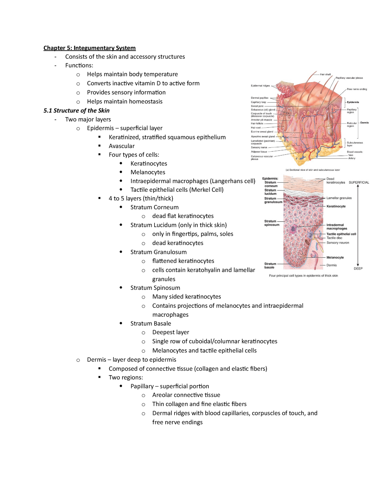 the integumentary system worksheet answer key