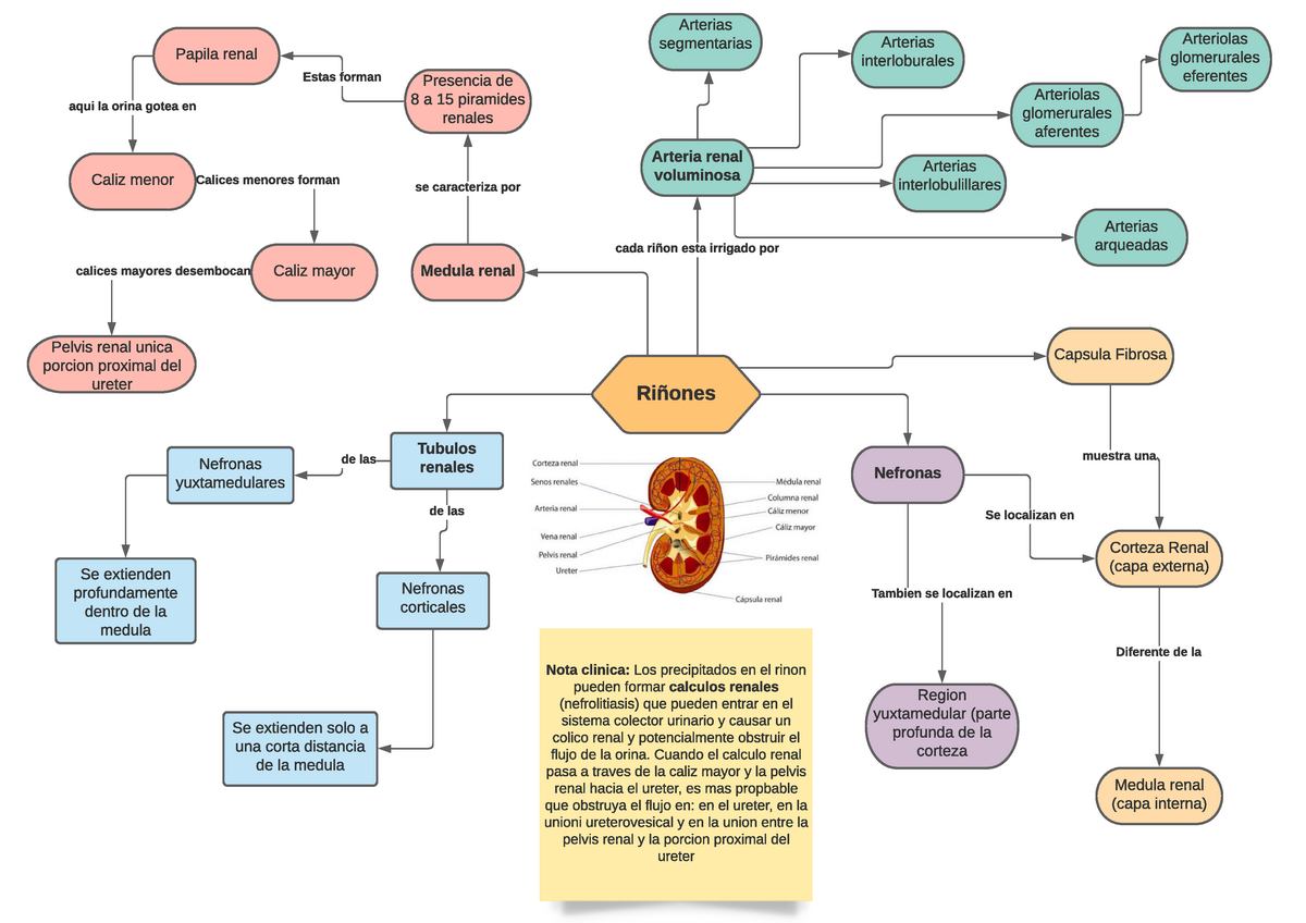 Nefrona Mapa Conceptual Netter Anatomia Uaz Studocu Porn Sex Picture