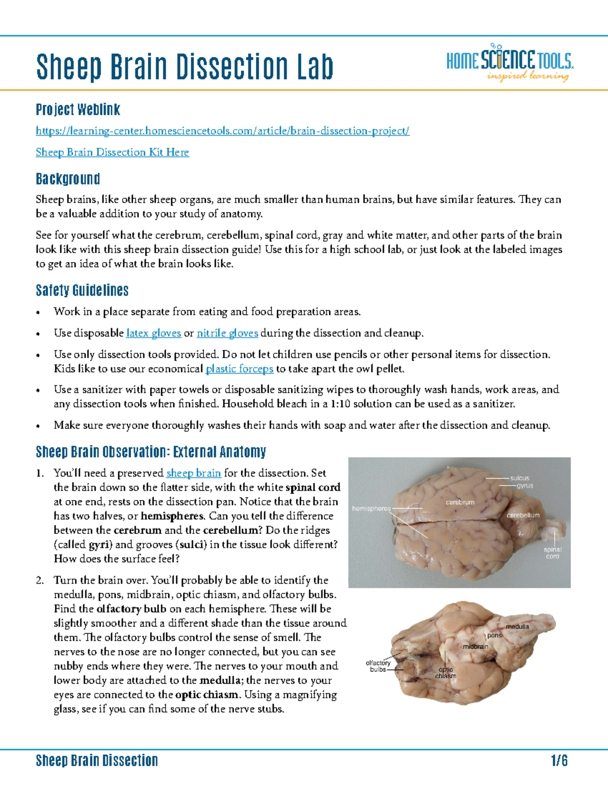 Sheep Brain Dissection homesciencetools/article/braindissection