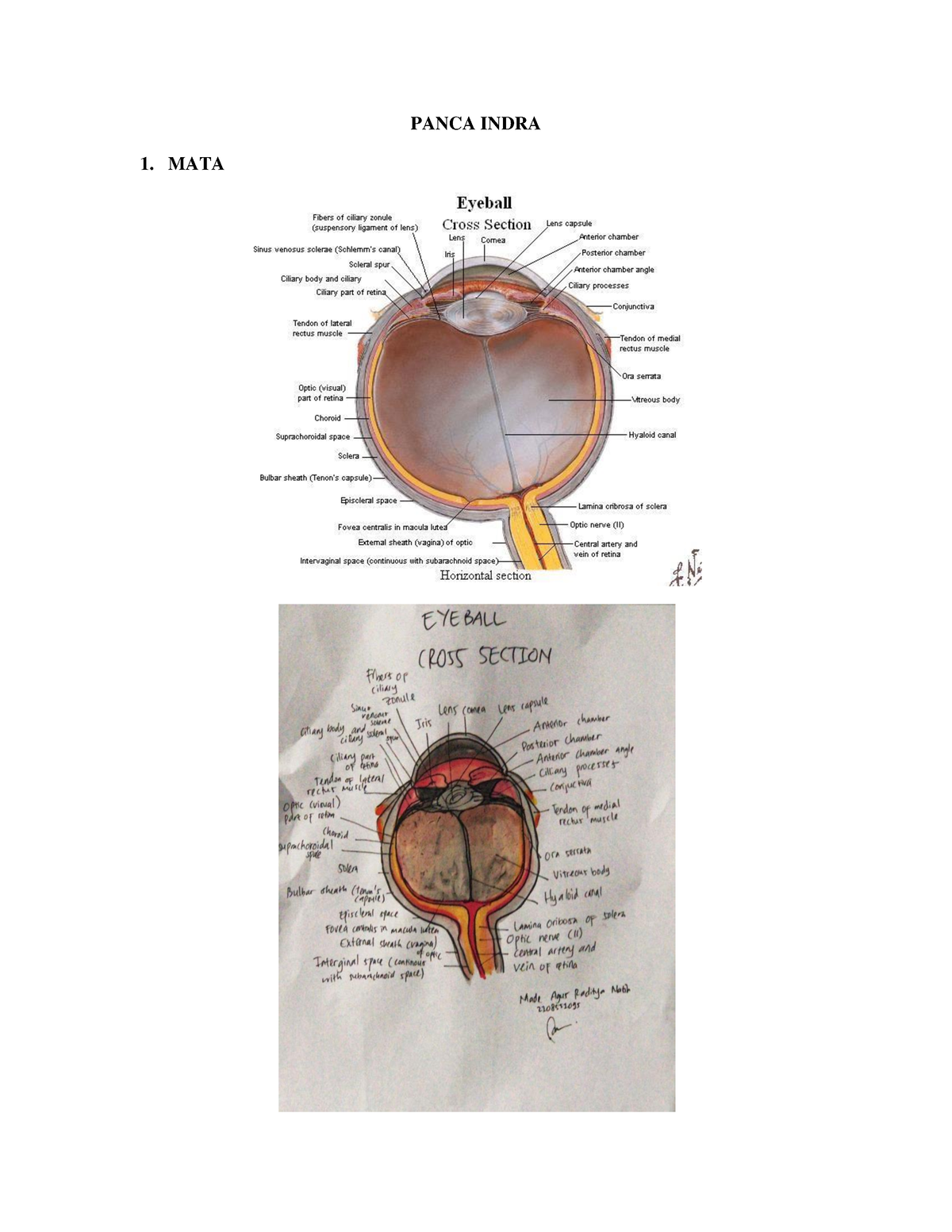 Anatomi Dan Fisiologi Sistem Panca Indra Panca Indra 1 Mata A