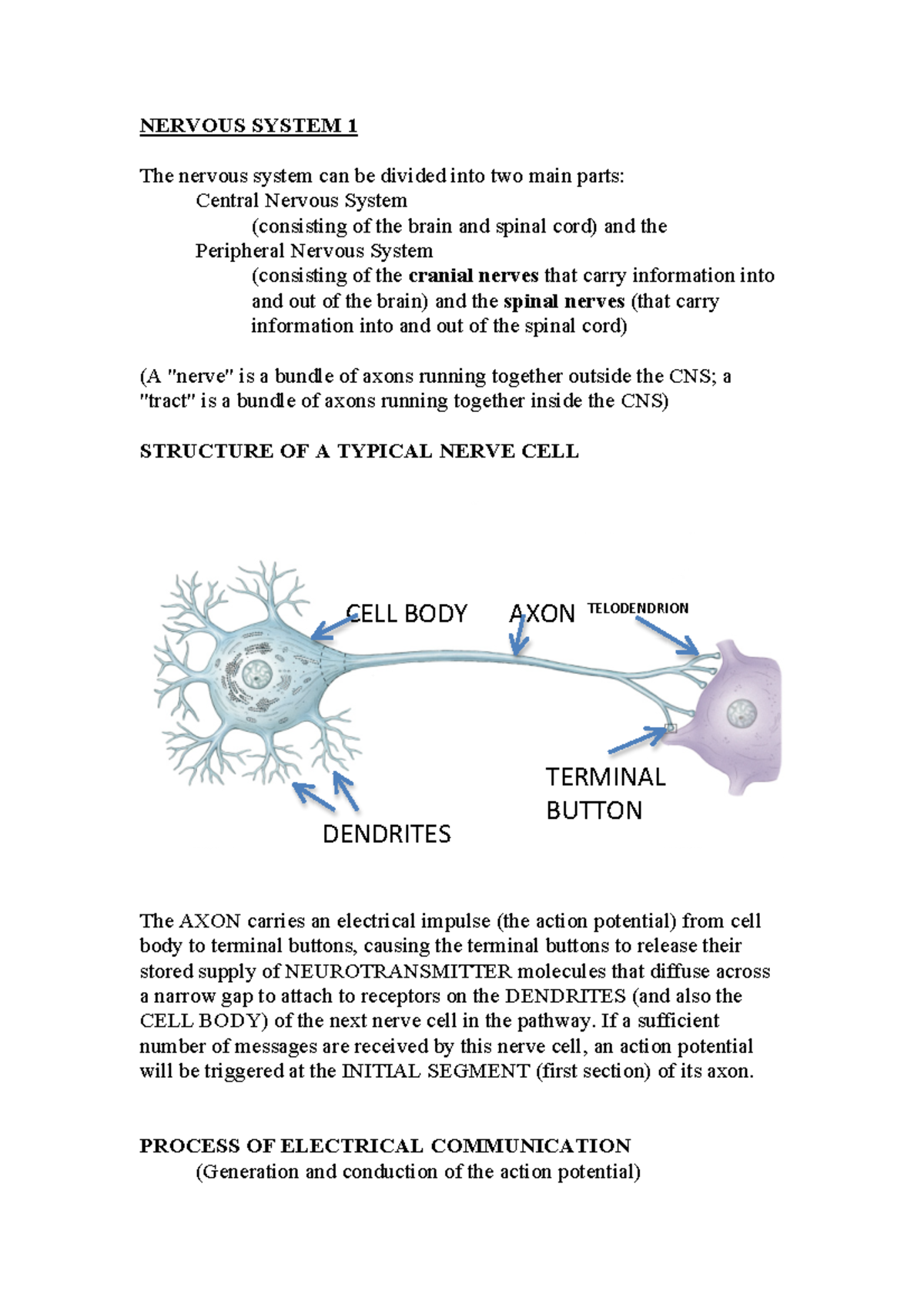 Nervous System Lectures 1 and 2 - NERVOUS SYSTEM 1 The nervous system ...
