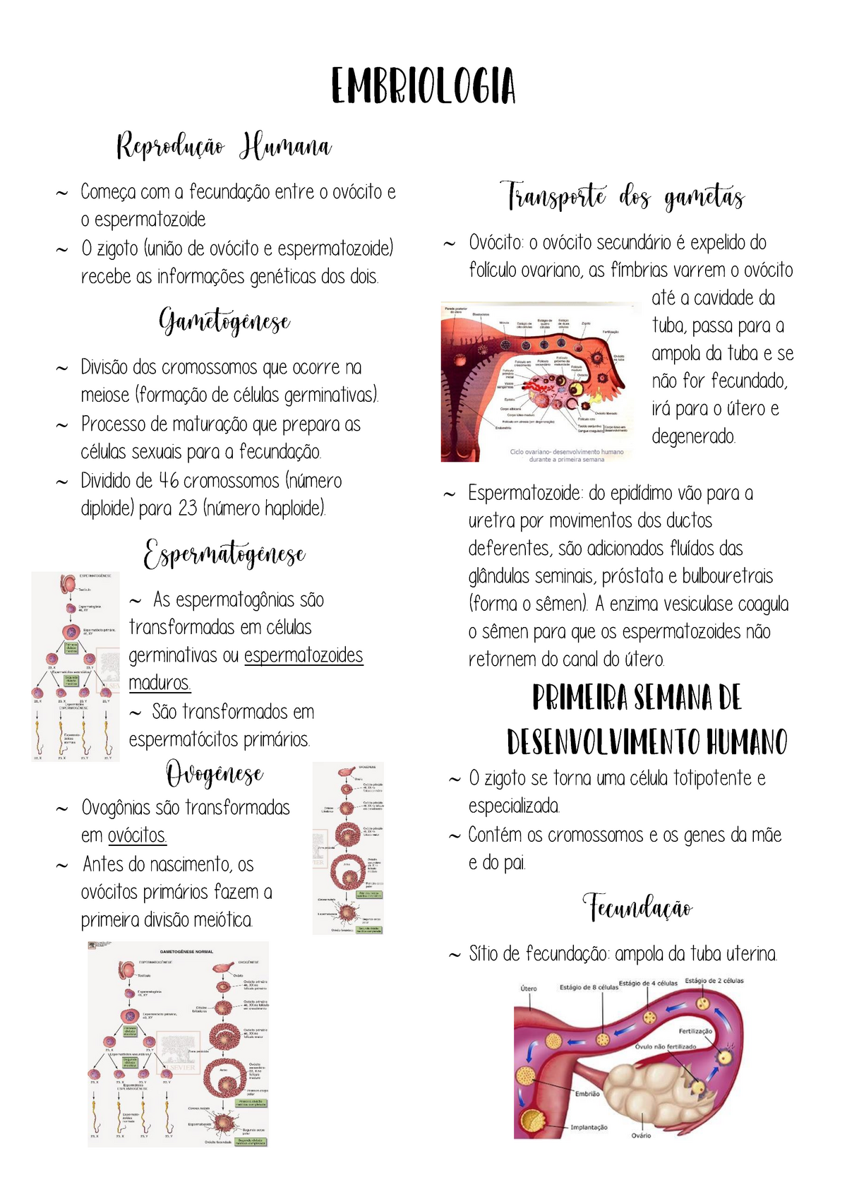 Resumo Embriologia Embriologia Começa Com A Fecundação Entre O Ovócito E O Espermatozoide O 