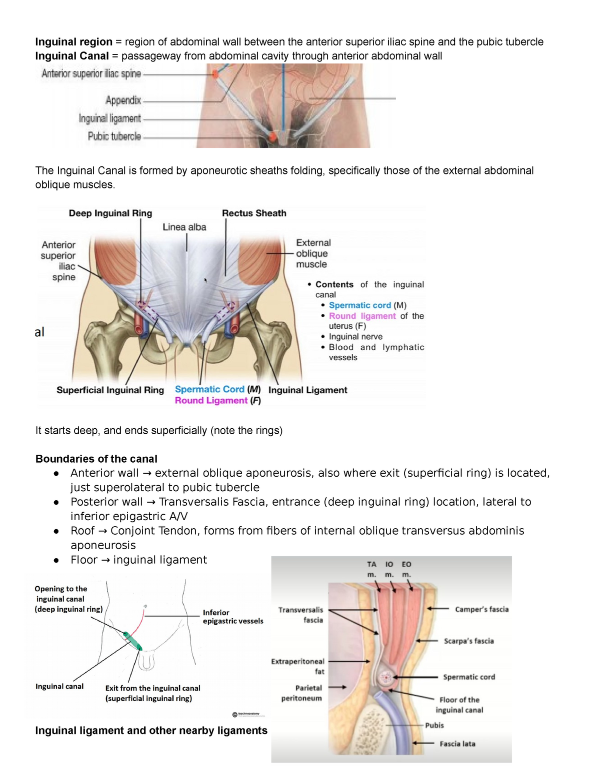 Inguinal hernias | OSCEstop | OSCE Learning