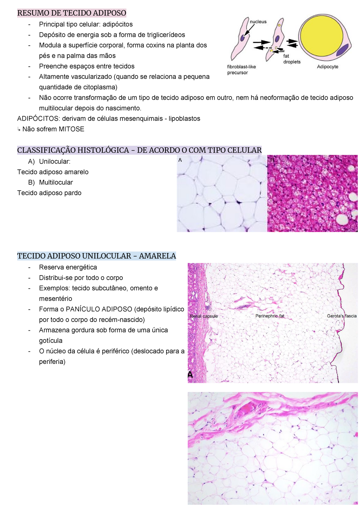 Resumo De Histologia Tecido Adiposo Resumo De Tecido Adiposo Principal Tipo Celular