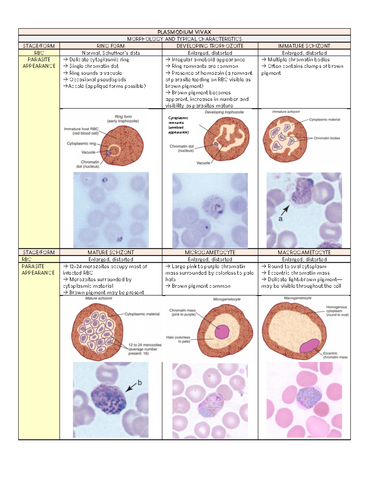 Plasmodium- Species - PLASMODIUM VIVAX MORPHOLOGY AND TYPICAL ...