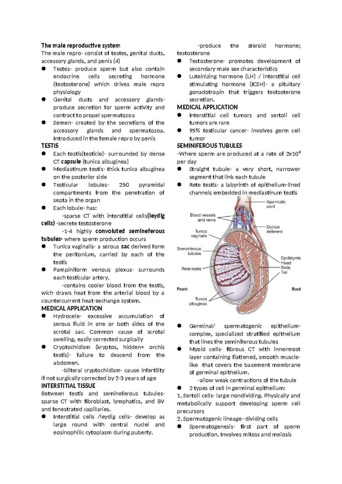 Inbound 5433607675037706172 - The male reproductive system The male ...