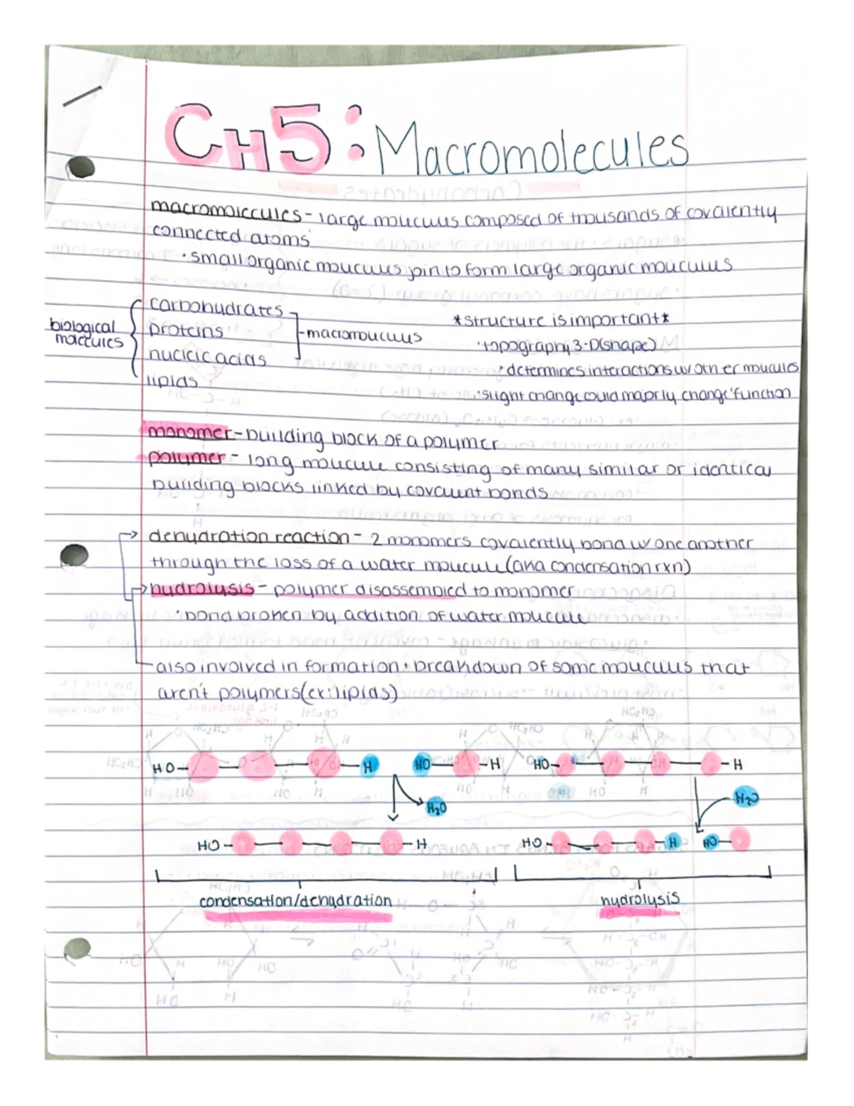 Chapter 5 - BIO 113 - Studocu