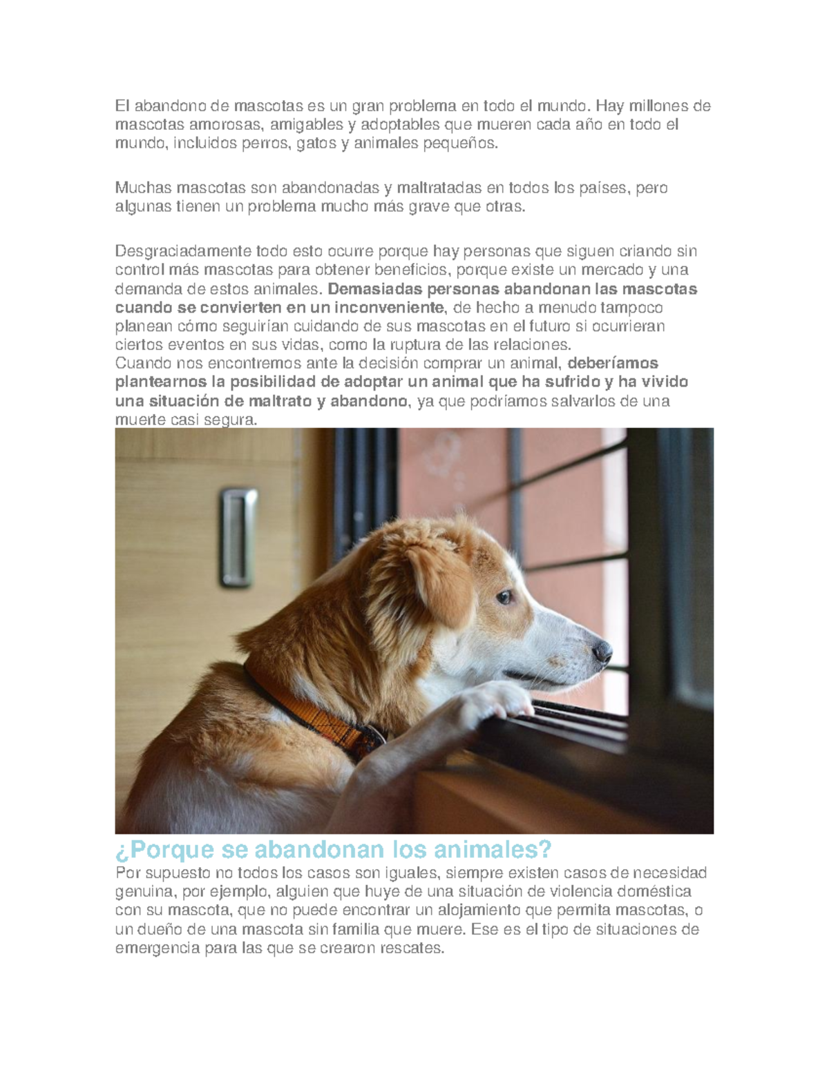 El Abandono De Mascotas Es Un Gran Problema En Todo El Mundo Hay