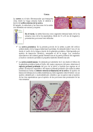 histología de la vejiga