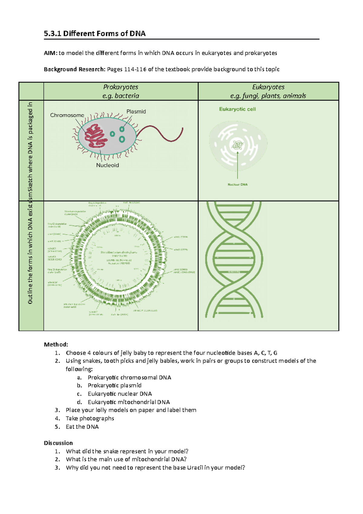 5.3.1 Different types of DNA - 5.3 Different Forms of DNA AIM: to model ...