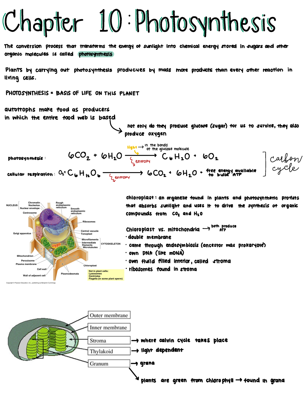 Chapter 10 Photosynthesis - BIOLOGY 1110 - Studocu