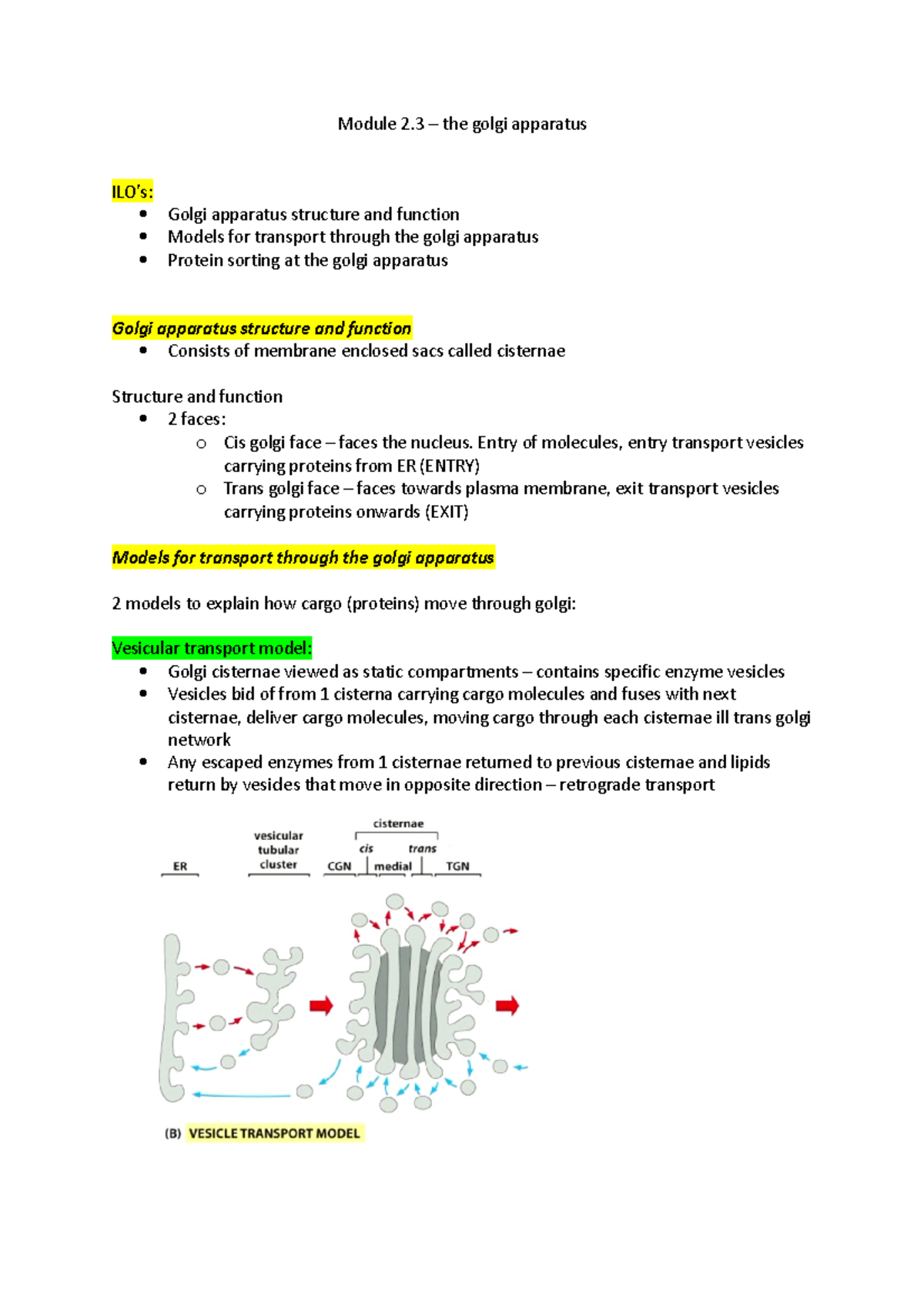 2.2 - golgi apparatus - module 2.3 - Module 2 – the golgi apparatus ILO ...