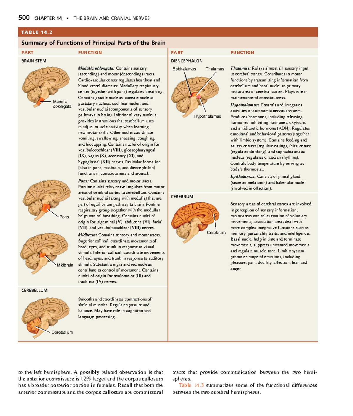 Anatomyand Physiology-178 - 500 CHAPTER 14 • THE BRAIN AND CRANIAL ...