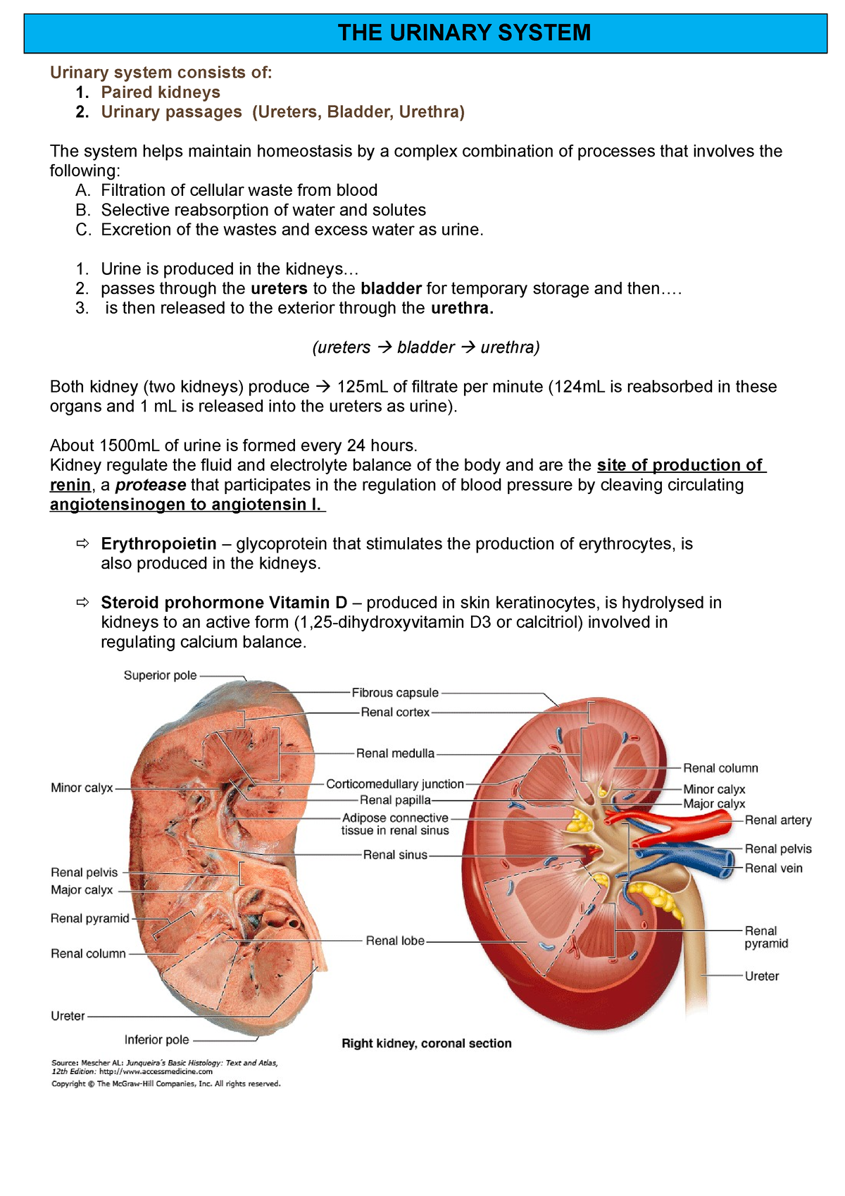 THE Urinary System -revision study notes - Urinary system consists of ...