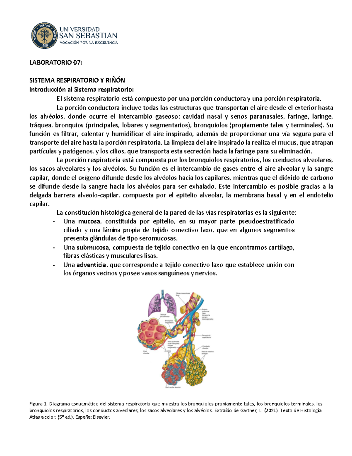 Labhisto 07 Sistema%20respiratorio%20y%20Sistema%20urinario Ri%C3%B1%C3 ...