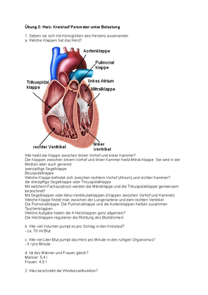 Ubung 3 Physiologie Studocu