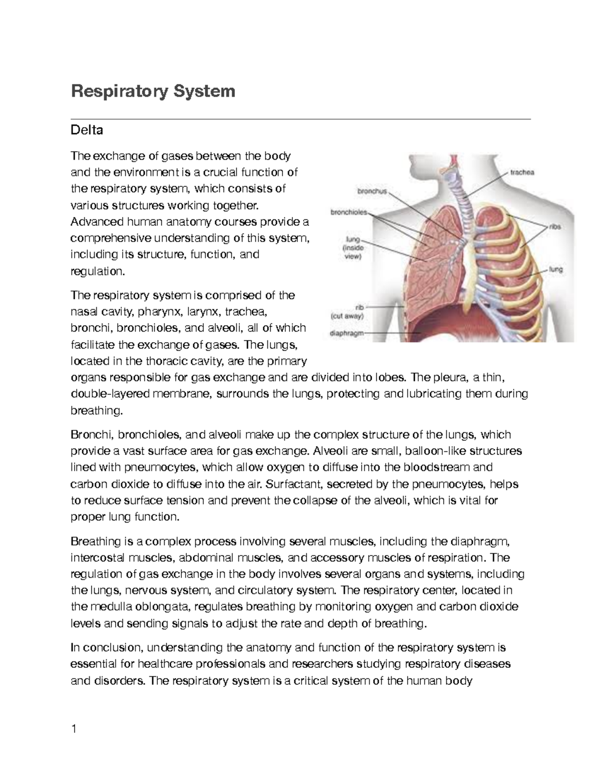 Respiratory System - Respiratory System Delta The exchange of gases ...