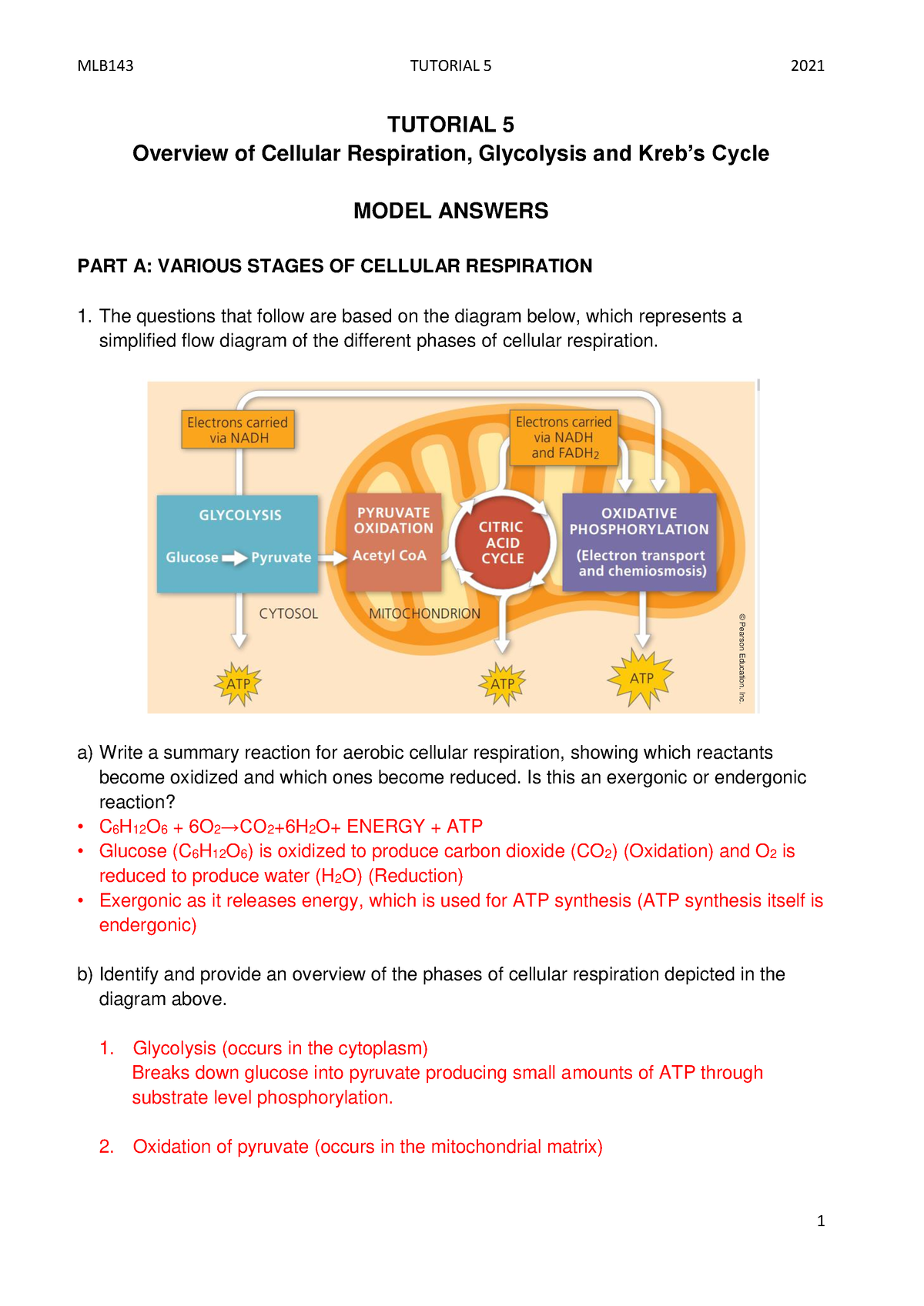 2021 Tutorial 5 How Cells Harvest Energy Discussion Questions and MEMO ...