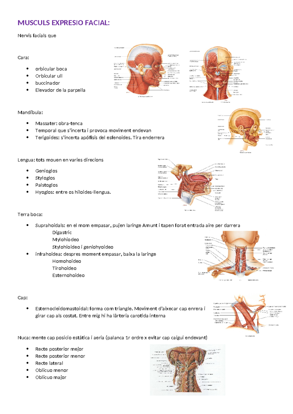 TEMA8-Musculs-expresio-facial - MUSCULS EXPRESIO FACIAL: Nervis Facials ...