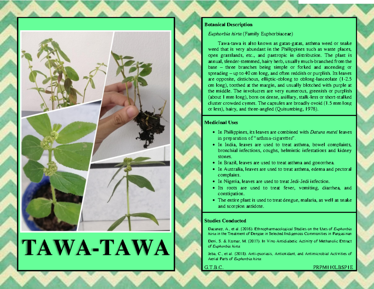 bot-lit-tawa-tawa-plant-tawa-tawa-botanical-description-euphorbia